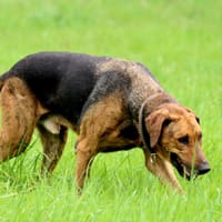 THOR, un chien génial !, chien à adopter