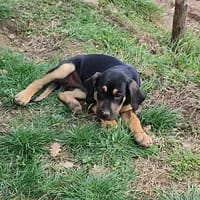KIKINETTE, chienne à adopter