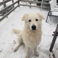 SHIRO, chien à adopter