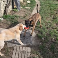 VELMA, chienne à adopter