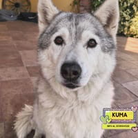 KUMA, cane femmina da adottare