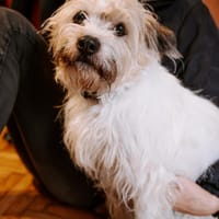 Lieber Beni sucht seine Familie, Hund zur Adoption