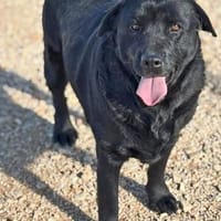 DORIAN 🧡🧡🧡 MÖCHTE IHR HERZ EROBERN, Hund zur Adoption