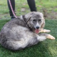 Ruby 💚💚💚 möchte gefallen, Hündin zur Adoption