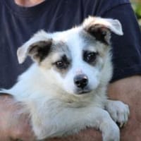 Pinti - goldiger Jungrüde, Hund zur Adoption