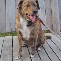 🐾 Charly sucht sein Für-Immer-Zuhause, Hund zur Adoption
