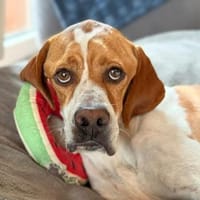 Chico - Pointer sucht seine Menschen, Hund zur Adoption