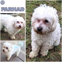 FARHAD -menschenbezogen & zutraulich-, Hund zur Adoption