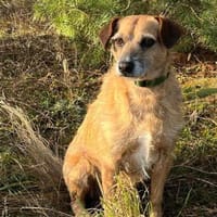 Dascha, Hündin zur Adoption