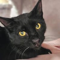 Gisela sucht Liebe und Geduld, Katze zur Adoption
