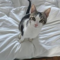 Pichon und Melchor sucht Dich, Kater zur Adoption