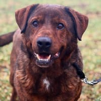 Ramiro, Hund zur Adoption