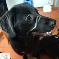 Nera  Schlappohren machen alles besser!, Hündin zur Adoption