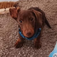 Silvester, fröhlicher Dackelwelpe, Hund zur Adoption