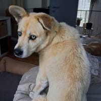 Hugo sucht einen Kuschelplatz, Hund zur Adoption