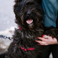 Liebe Wuschelmaus Pola, Hündin zur Adoption