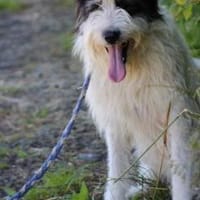 Muri - hübscher Wuschelrüde, Hund zur Adoption