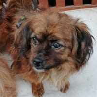 Minikleine Snowie sucht ihre Menschen, Hündin zur Adoption