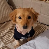 Max, süßer Dackel-Mix Rüde sucht, Hund zur Adoption