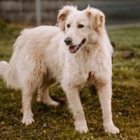 Lieber Baddy sucht sein Glück, Hund zur Adoption