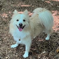 geselliger GRISHAin 22159 Hamburg, Hund zur Adoption