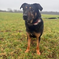 Arthur, Hund zur Adoption