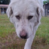 Schönheit Lana möchte ein ruhiges Zuhaus, Hündin zur Adoption