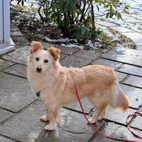 Bella, kleine Schönheit wartet, Hündin zur Adoption