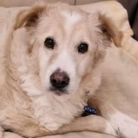 Rüde KNOX, Hund zur Adoption