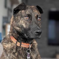 Rosa - eine treue Seele, Hündin zur Adoption