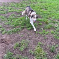 wunderschöne Jill sucht dich🍀, Hündin zur Adoption