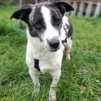Bebo  40 cm (Pflegestelle), Hund zur Adoption