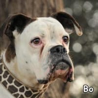 BO, Hündin zur Adoption