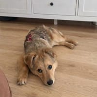 Tiffany, Hündin zur Adoption