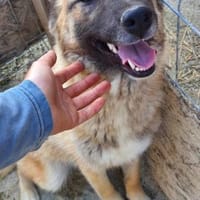 Nevada 56 cm (Pflegestelle), Hündin zur Adoption