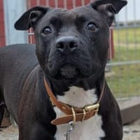 Hündin Maxi, Hündin zur Adoption