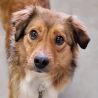 Rüde CASPER, Hund zur Adoption