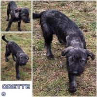 ODETTE -rundum tolles Hundekind-, Hündin zur Adoption