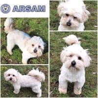 ARSAM -menschenbezogen & zutraulich-, Hund zur Adoption