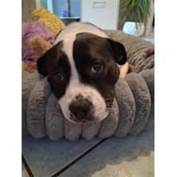 Nova - wartet in 29308 Winsen/ Aller, Hündin zur Adoption