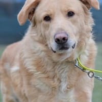 Golden Retrievermix Ozzy sucht Familie, Hund zur Adoption