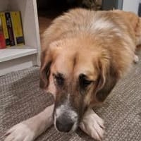 Sarah die Familienhündin, Hündin zur Adoption