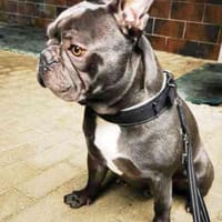 Olli, freundl. und gut erzogen, Hund zur Adoption