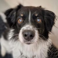 Baki, Hund zur Adoption