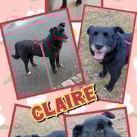 liebe Claire auf PS in 90473, Hündin zur Adoption