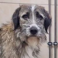 Rüde HERBI, Hund zur Adoption