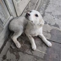 Ida, neugieriger Welpe sucht Zuhause, Hündin zur Adoption