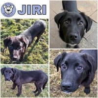 JIRI -Gute-Laune-Familien-Junghund, Hund zur Adoption