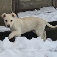 Tom, kleiner Rüde sucht Zuhause, Hund zur Adoption