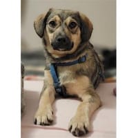 Sancho - wartet in 76437 Rastatt, Hund zur Adoption